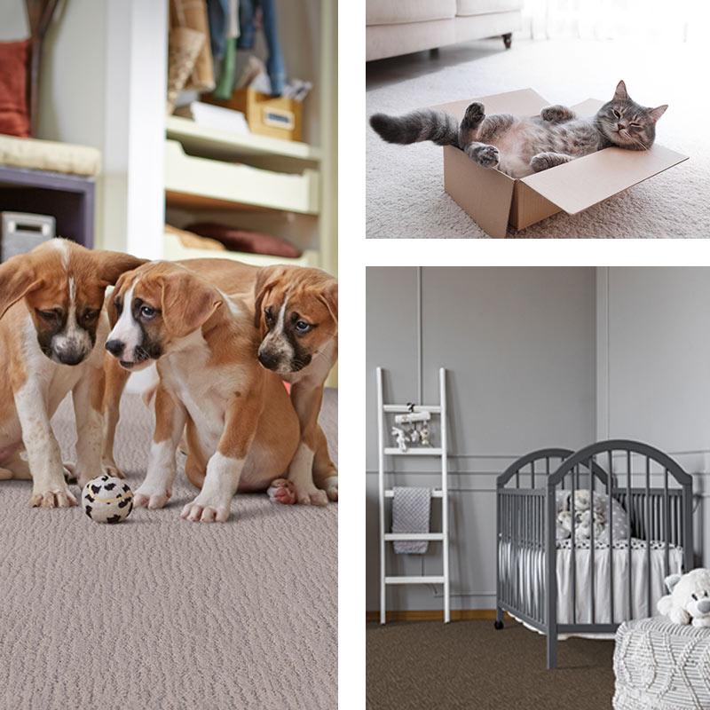 Pet Defense carpet exclusively at Floors To Go.